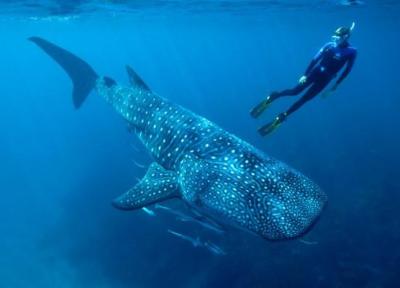 مجذوب کننده ترین مکان ها برای دیدن و شنا با کوسه نهنگ ها کجا هستند؟