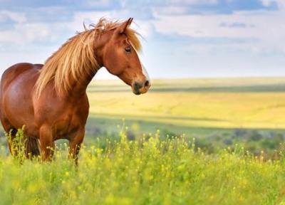 شعر در خصوص اسب ؛ اشعار، جملات و متن های زیبا درباره اسب