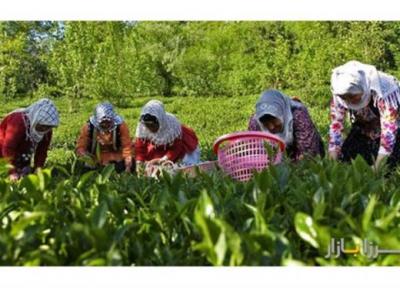 6 هزار هکتار باغ چای در کشور رها شده است